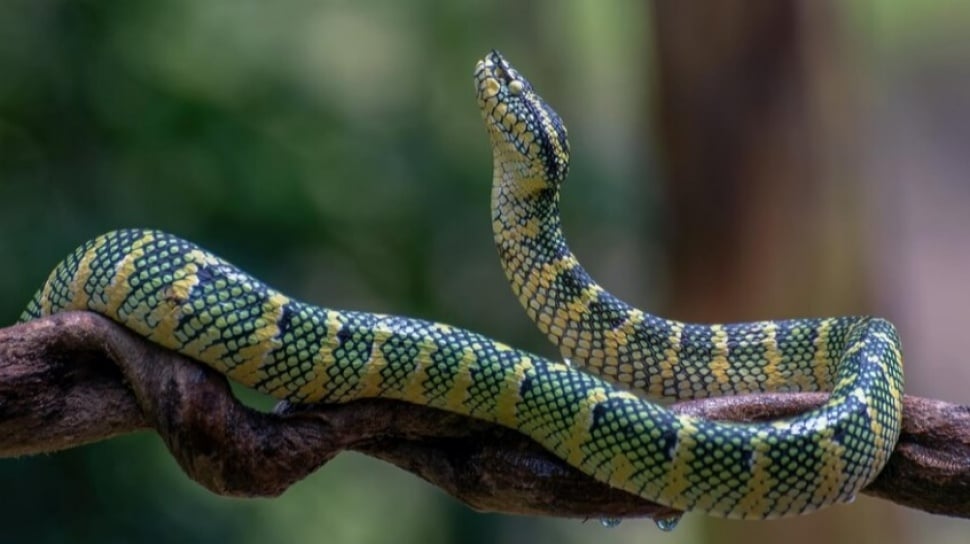Panduan Dasar Merawat Ular sebagai Hewan Peliharaan