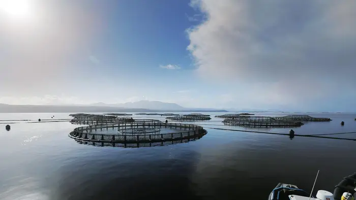 Peternakan Salmon Yang Kontroversial di Pelabuhan Macquarie