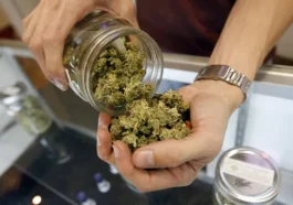 Kontaminasi Mendorong Desakan Untuk Membentuk Kembali Badan Ganja Negara