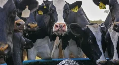 Brasil Jadi Target Impor Sapi Perah oleh Indonesia untuk Genjot Produksi Susu