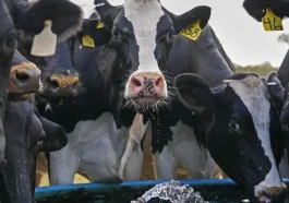 Brasil Jadi Target Impor Sapi Perah oleh Indonesia untuk Genjot Produksi Susu