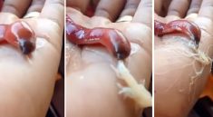 Cacing Pita Unik: Proboscis Worm yang Bisa Semprot Lidah