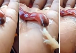 Cacing Pita Unik: Proboscis Worm yang Bisa Semprot Lidah