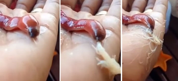 Cacing Pita Unik: Proboscis Worm yang Bisa Semprot Lidah
